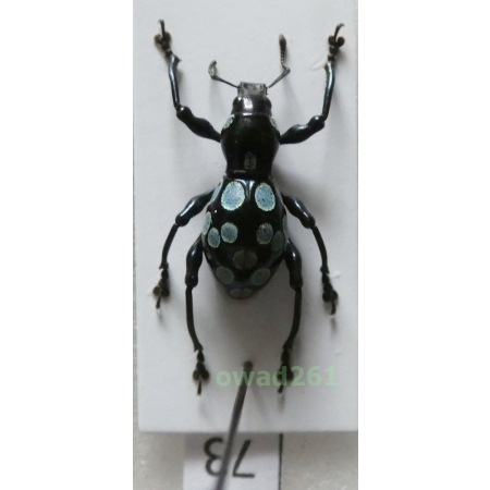 Pachyrhynchus congestus pavonius Heller, 1921 male Philippines73